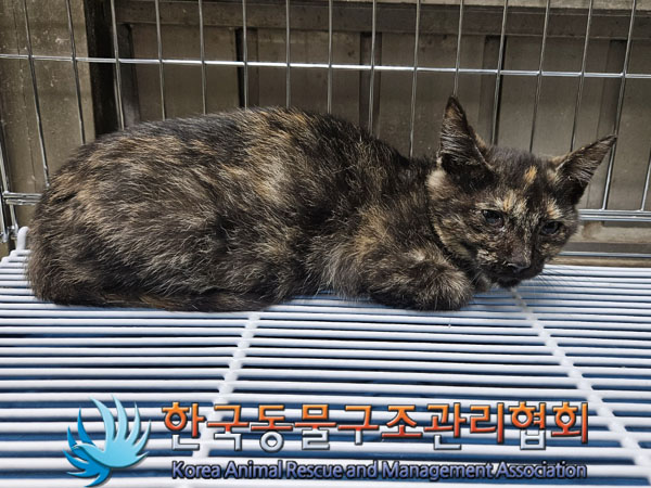 한국동물구조관리협회_411303202300693