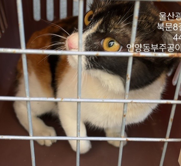 울산유기동물보호센터_431373202301304