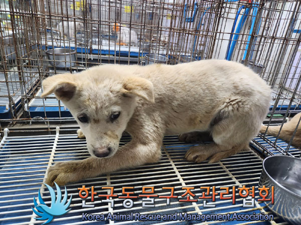 한국동물구조관리협회_441409202301891