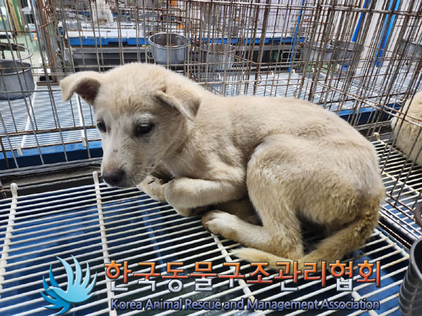한국동물구조관리협회_441409202301890