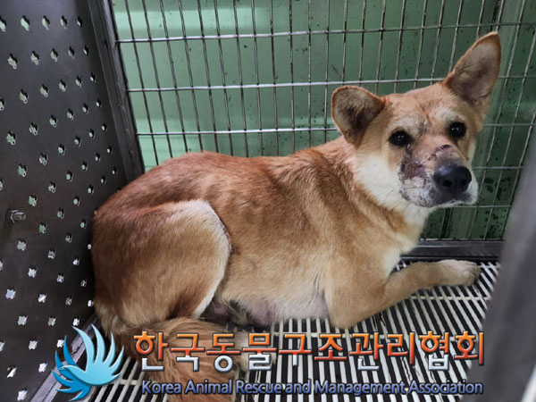 한국동물구조관리협회_441406202301900
