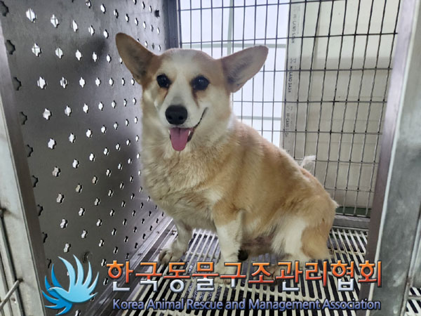 한국동물구조관리협회_441406202301902