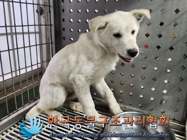한국동물구조관리협회_441414202300931
