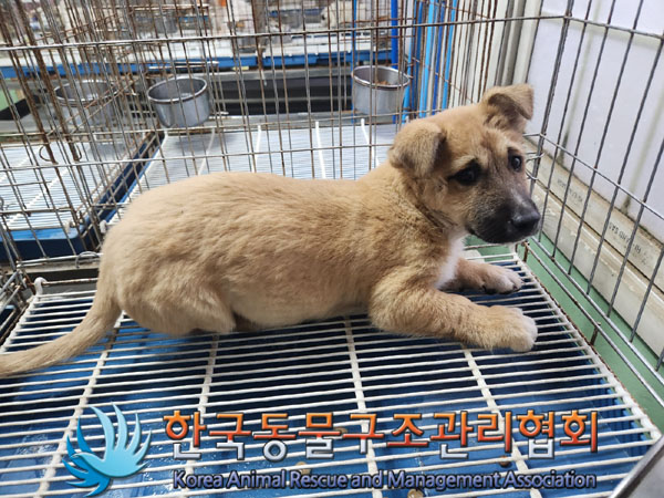 한국동물구조관리협회_441414202300928