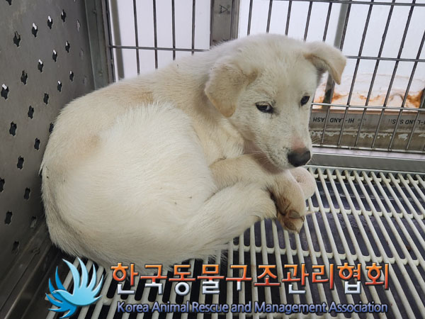 한국동물구조관리협회_441414202300929