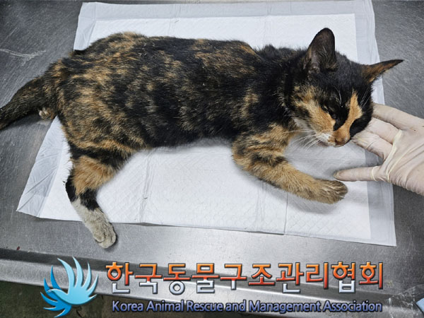 한국동물구조관리협회_441406202301901