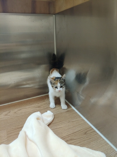 누리동물병원_426330202300419