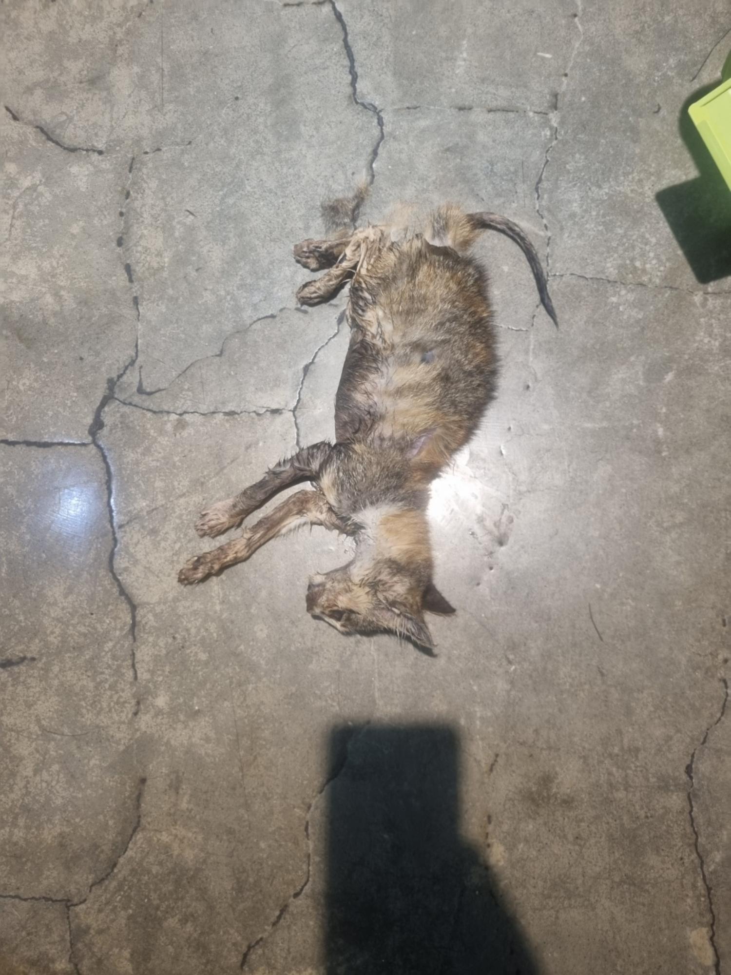 예스동물병원_427346202301458