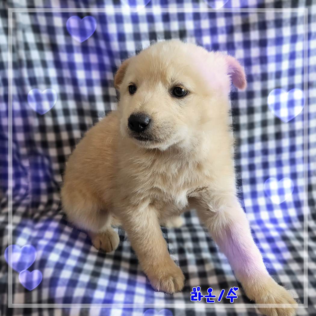 군산유기동물보호센터_445467202302402