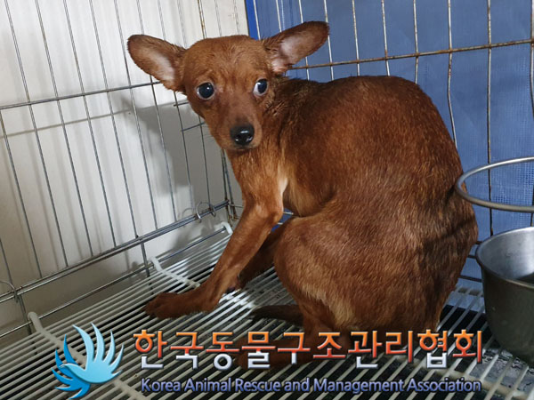 한국동물구조관리협회_441560202301572
