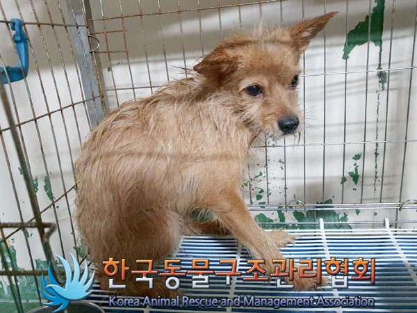 한국동물구조관리협회_441560202301571