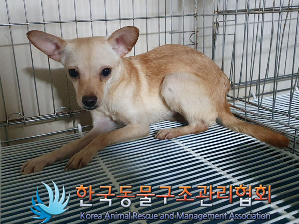 한국동물구조관리협회_441560202301573