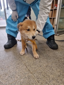 제주 동물보호센터_450650202304002