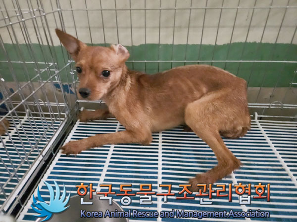 한국동물구조관리협회_441560202301606