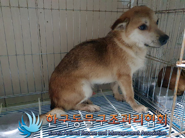 한국동물구조관리협회_441560202301579