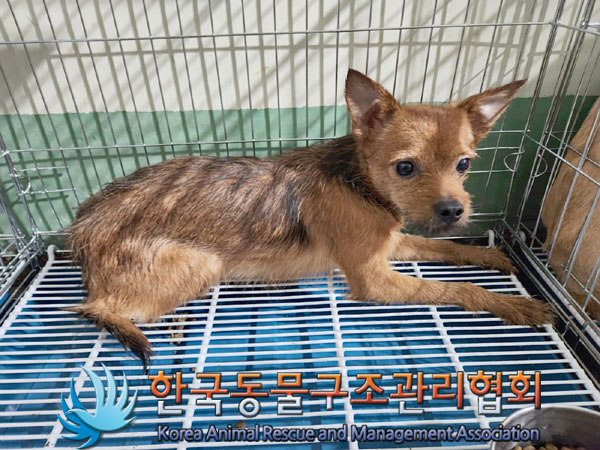 한국동물구조관리협회_441560202301603