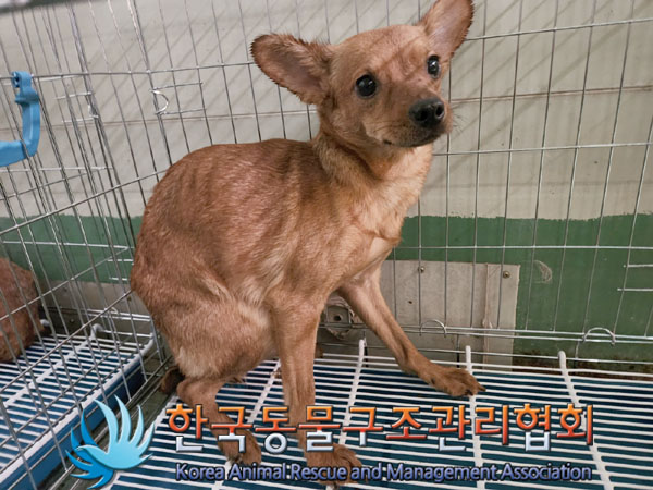 한국동물구조관리협회_441560202301607