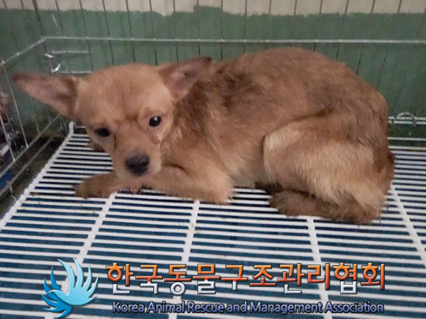 한국동물구조관리협회_441560202301592