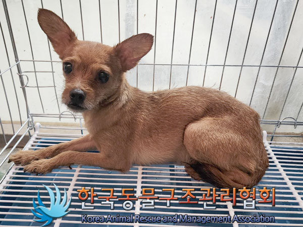 한국동물구조관리협회_441560202301599