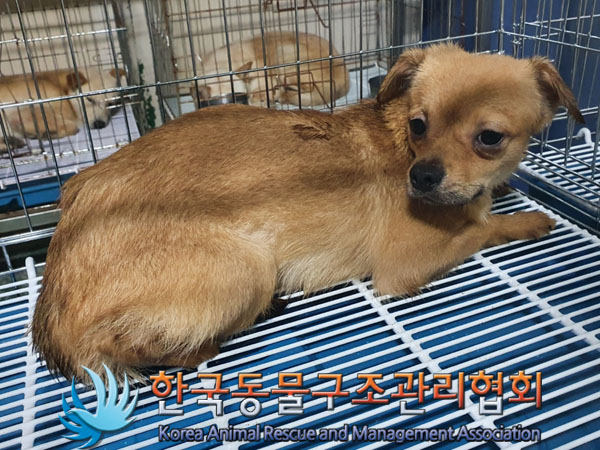 한국동물구조관리협회_441560202301587