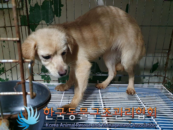 한국동물구조관리협회_441560202301584