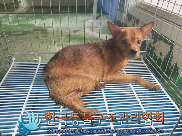 한국동물구조관리협회_441560202301590