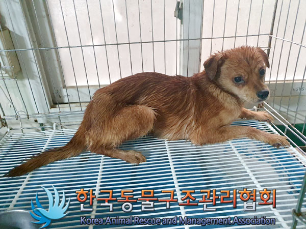 한국동물구조관리협회_441560202301583