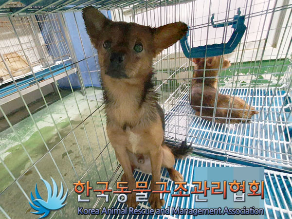 한국동물구조관리협회_441560202301589