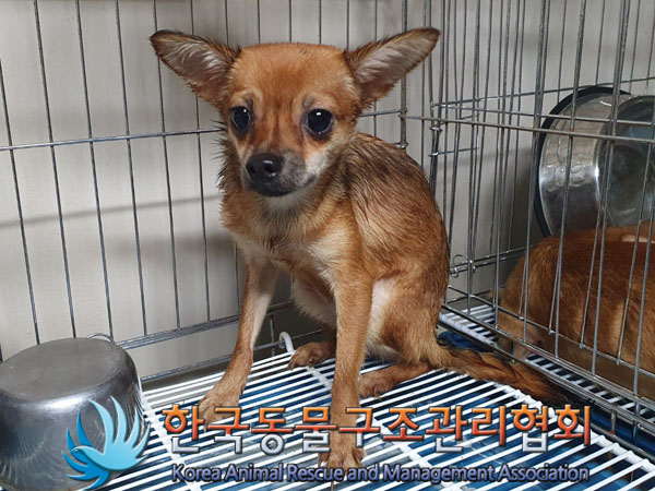 한국동물구조관리협회_441560202301576