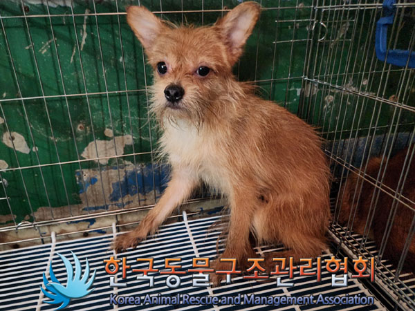 한국동물구조관리협회_441560202301594