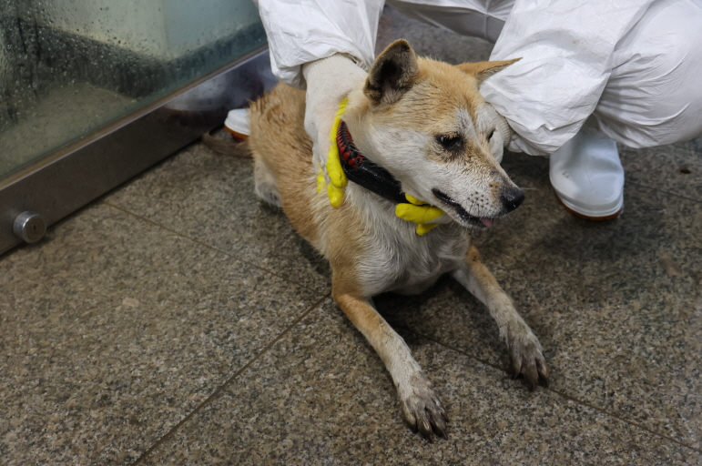 제주 동물보호센터_450650202304007