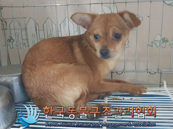 종료(안락사) 믹스…