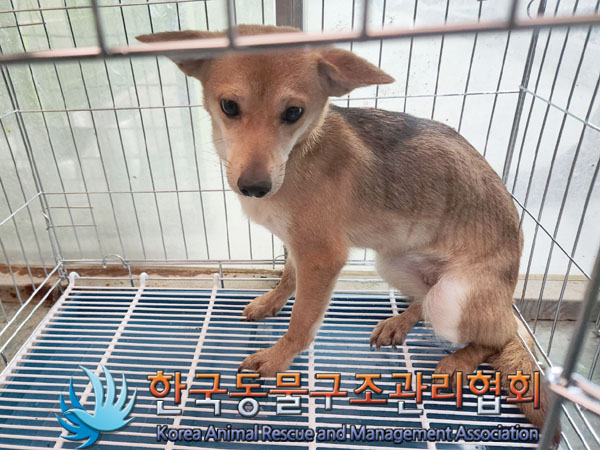 한국동물구조관리협회_441560202301598