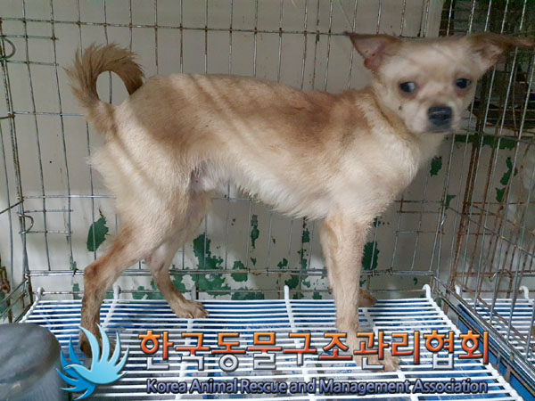 한국동물구조관리협회_441560202301585