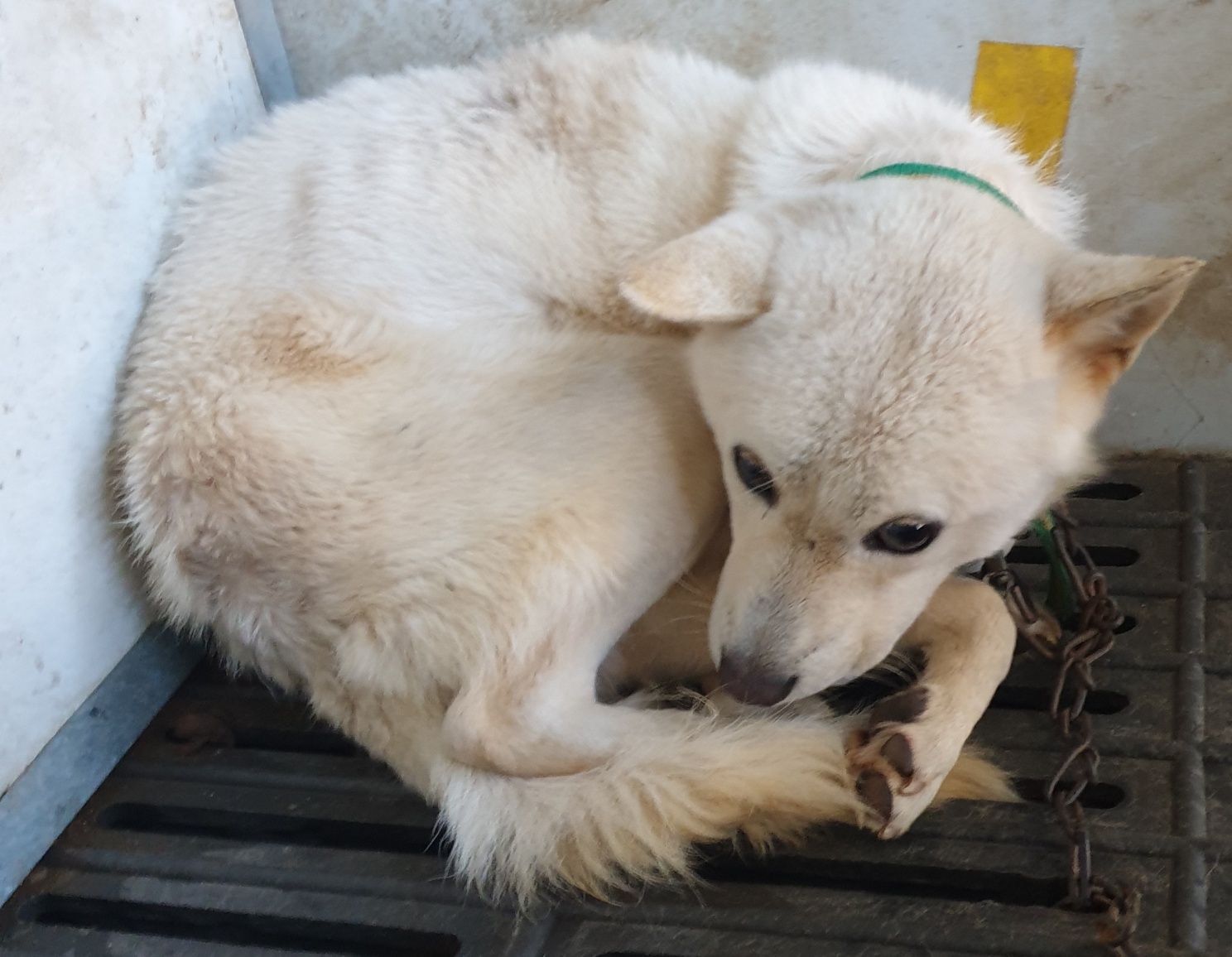 남양동물보호센터_441553202303180