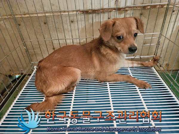 한국동물구조관리협회_441560202301596