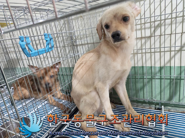 한국동물구조관리협회_441560202301604