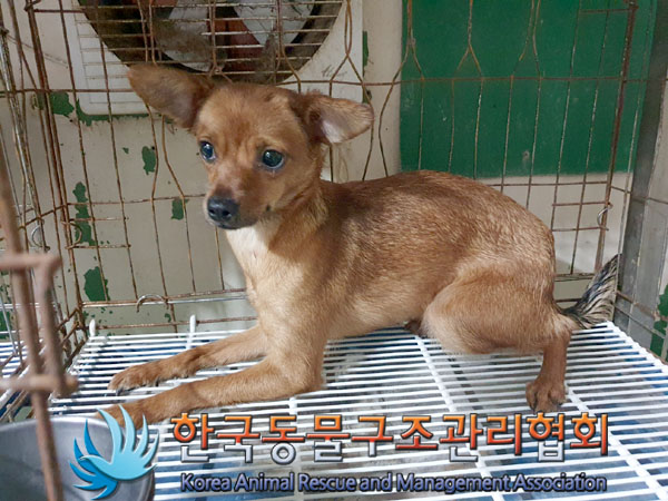 한국동물구조관리협회_441560202301586