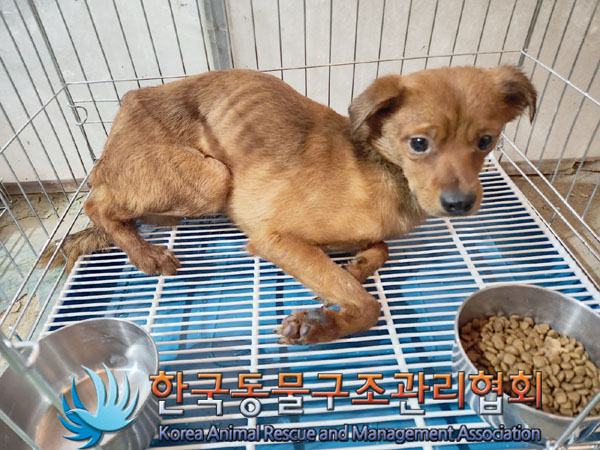 한국동물구조관리협회_441560202301601