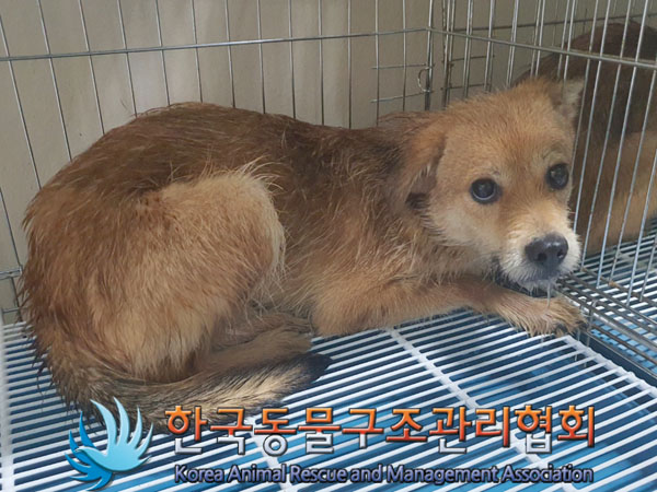 한국동물구조관리협회_441560202301578