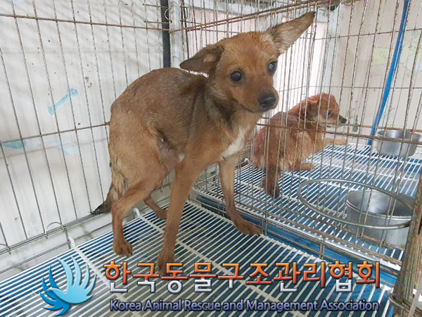 한국동물구조관리협회_441560202301582
