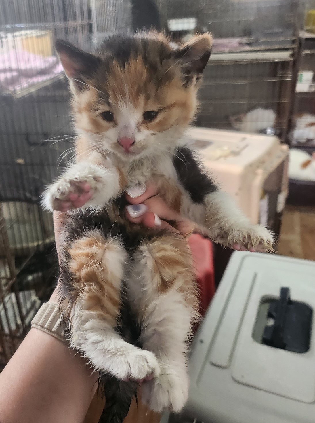 울산유기동물보호센터_431373202301310