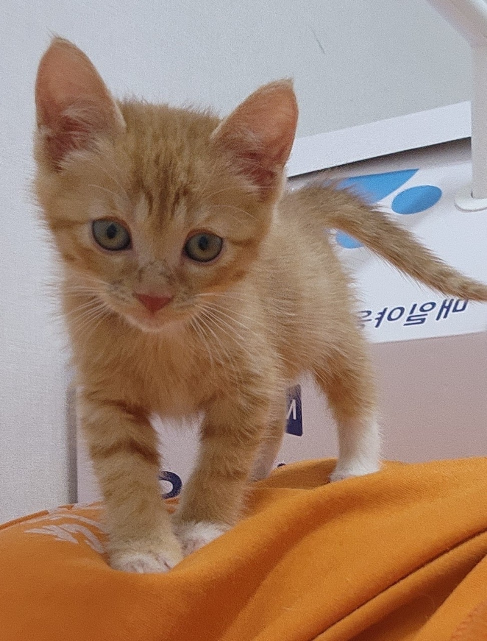 [고양이] 믹스묘 충남-아산-2023-00865 유기동물 배경 이미지 입니다.