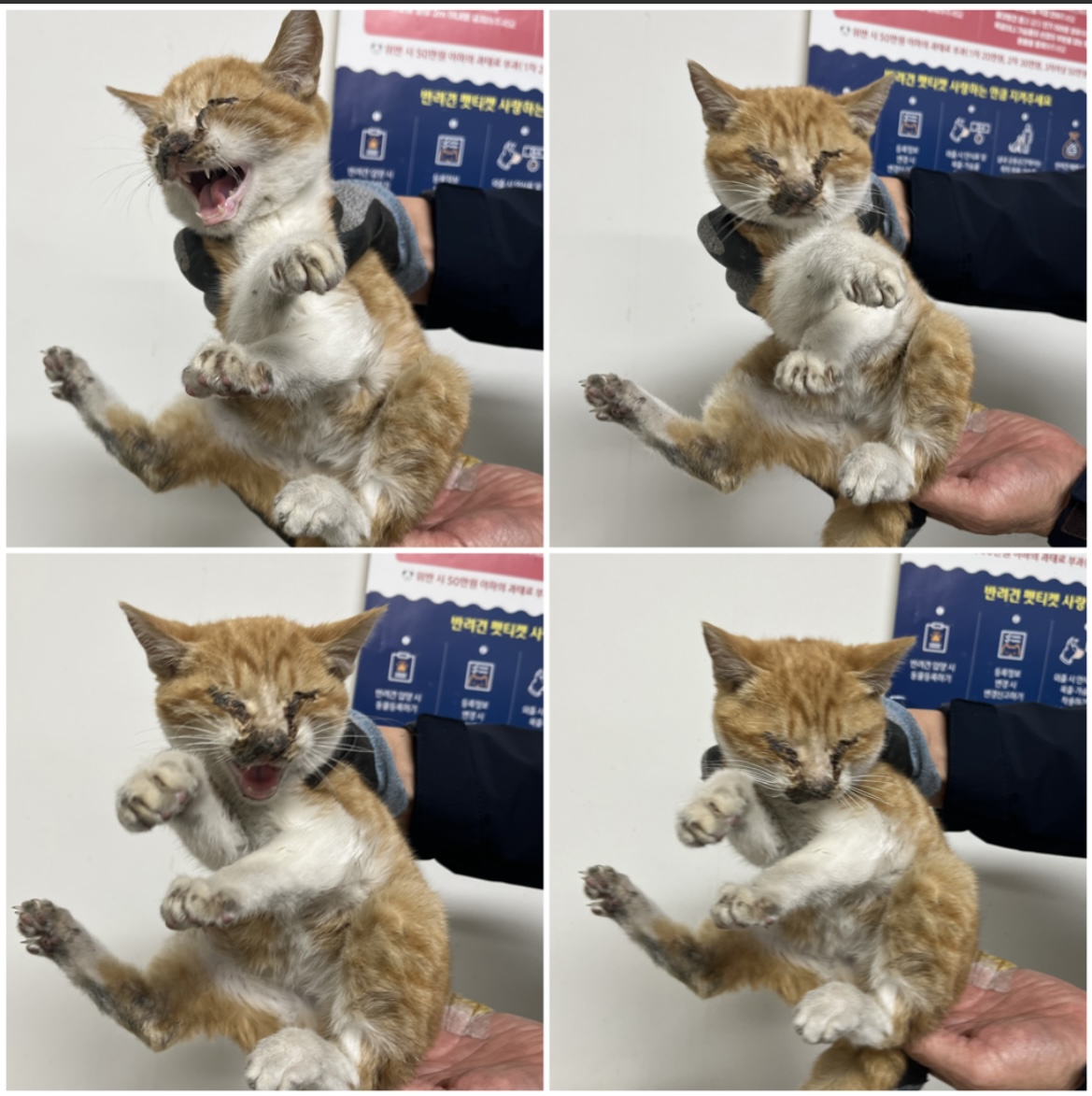 천안시유기동물보호소_444449202302340