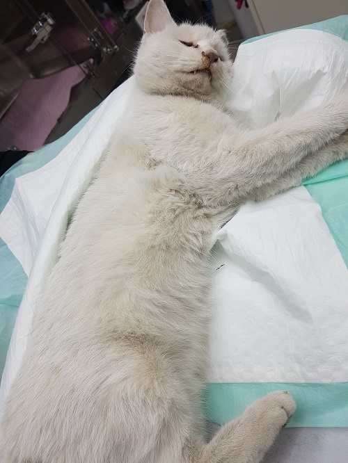 조재진동물병원_428354202301792