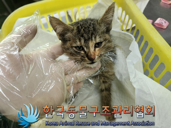 한국동물구조관리협회_411307202300522