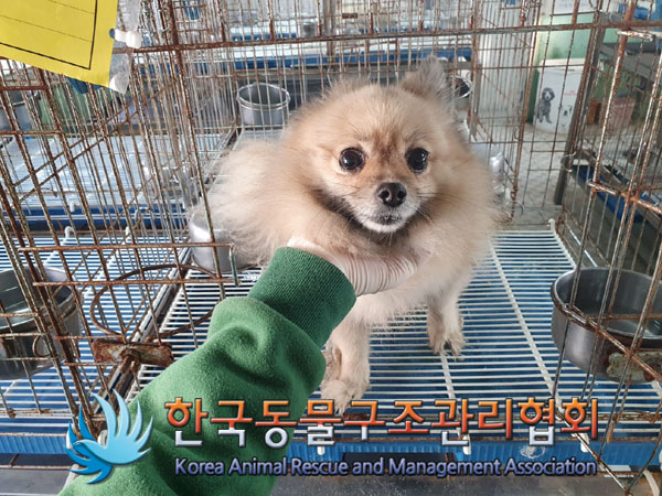 보호중 포메라니안의…