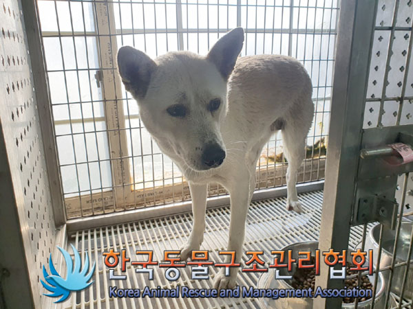 한국동물구조관리협회_441392202300252