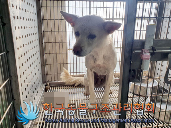 종료(안락사) 믹스…
