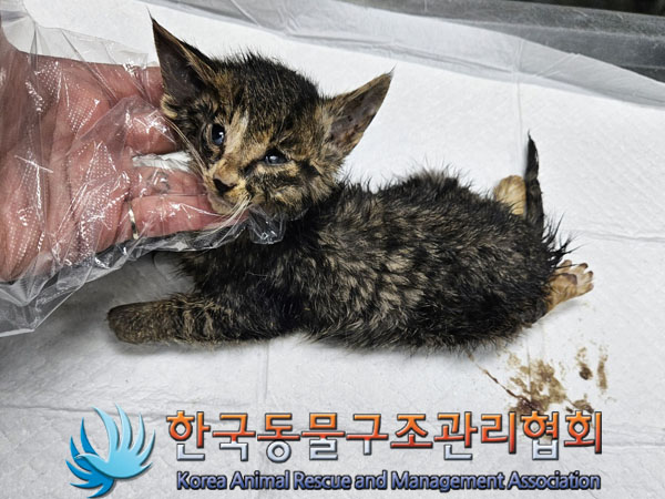 한국동물구조관리협회_441560202301613